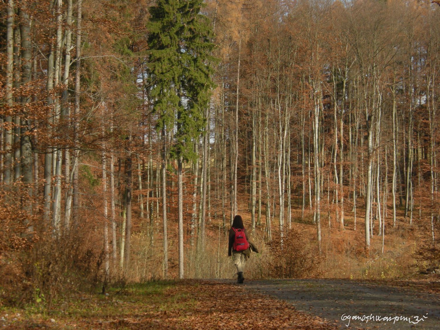 Poustevnice Klára z Olomučanské plošiny (2009-2010).  Foto: Marek P.  Gyaneshwarpuri (2009-2010).