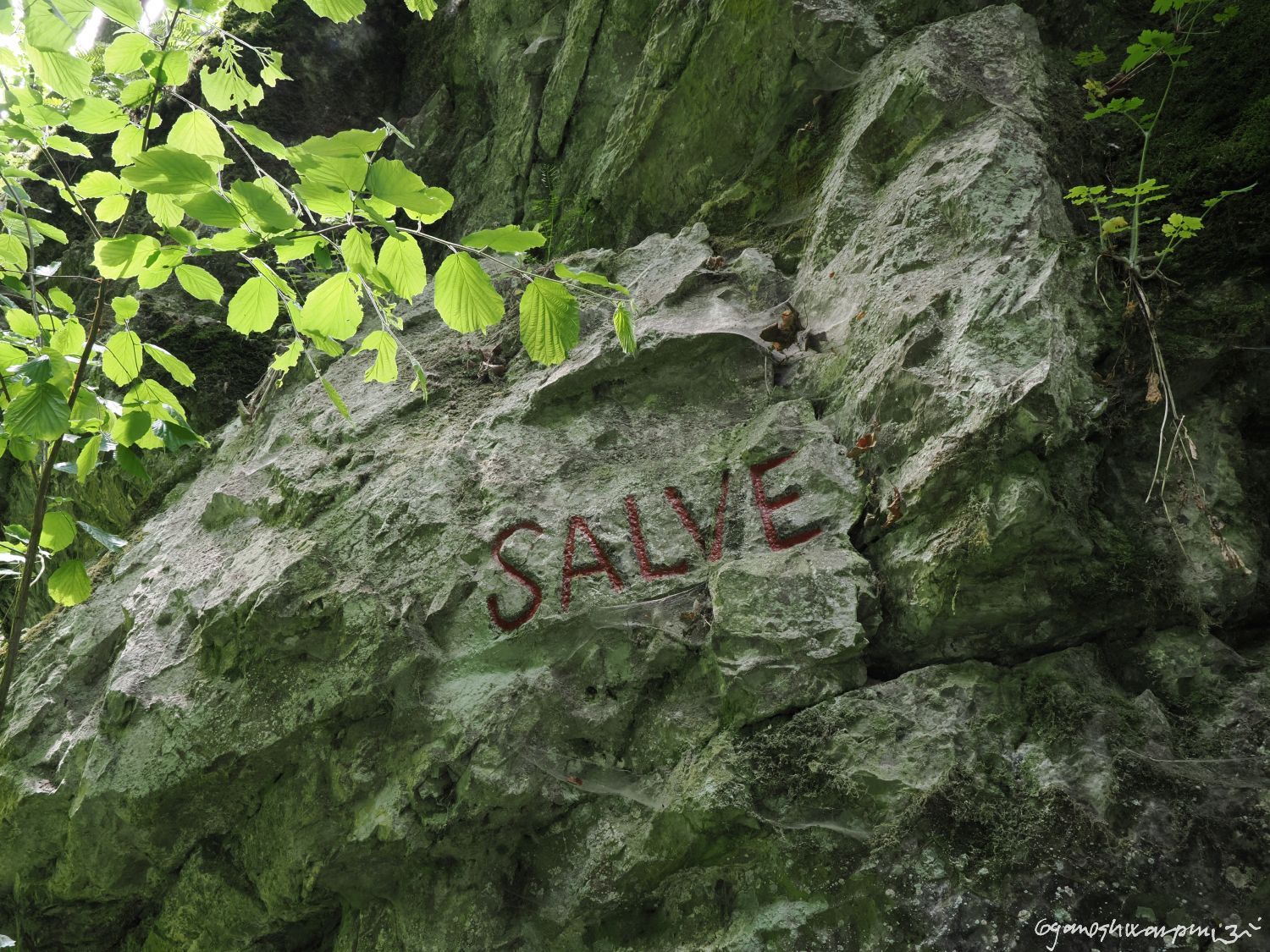 Salve vale ve Křtinském údolí. Foto: Svámí Gyaneshwarpuri (2024).